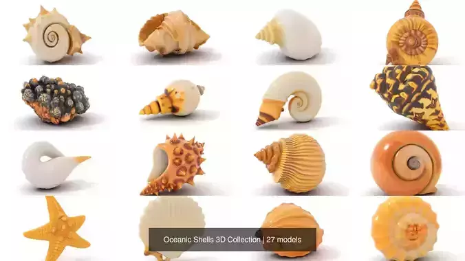Oceanic Shells 3D Collection 