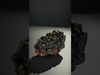 Oceanic Shells 3D Collection _8