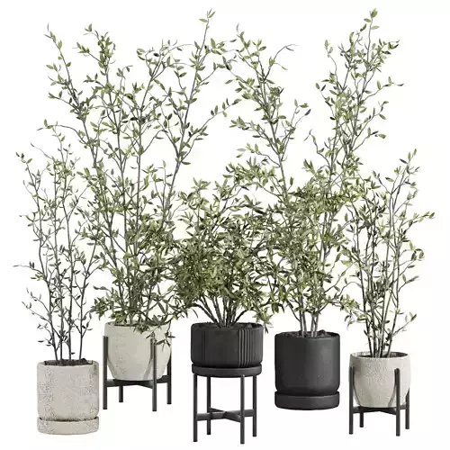 indoor potted plants set