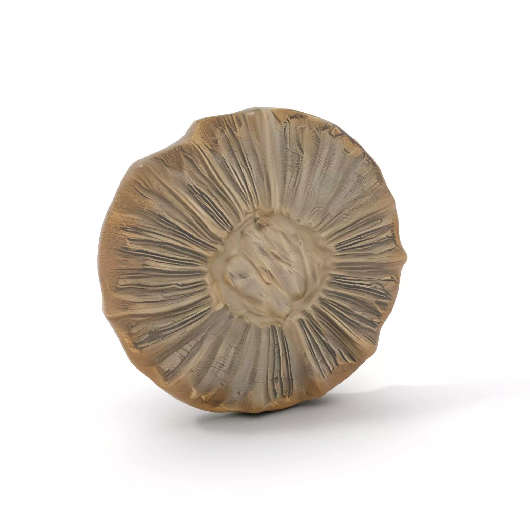Textured Fossil Stone model pack Low-poly 3D model_14