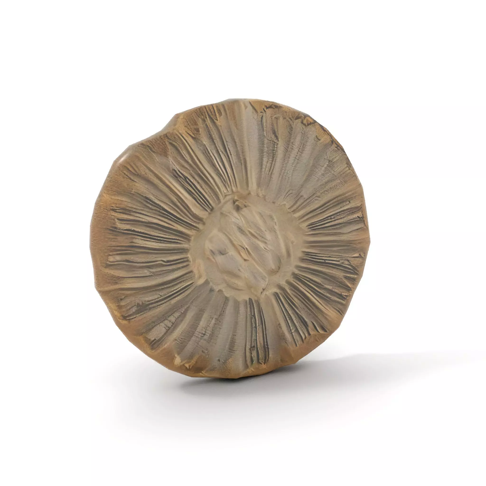 Textured Fossil Stone model pack Low-poly 3D model_8