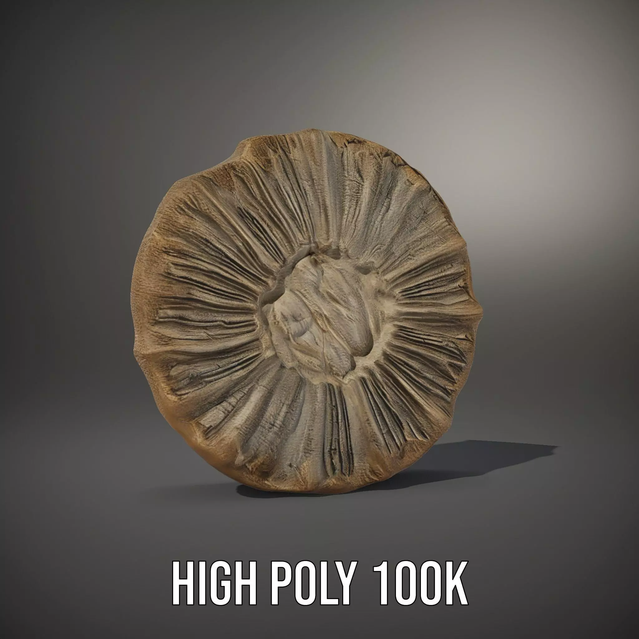 Textured Fossil Stone model pack Low-poly 3D model_9