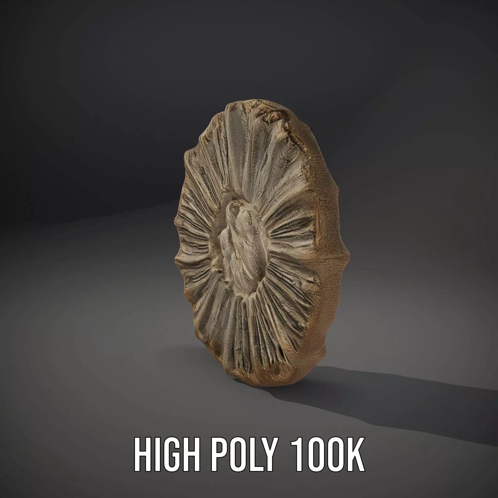 Textured Fossil Stone model pack Low-poly 3D model_11