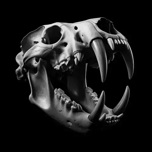 Saber-Toothed Tiger Skull STL