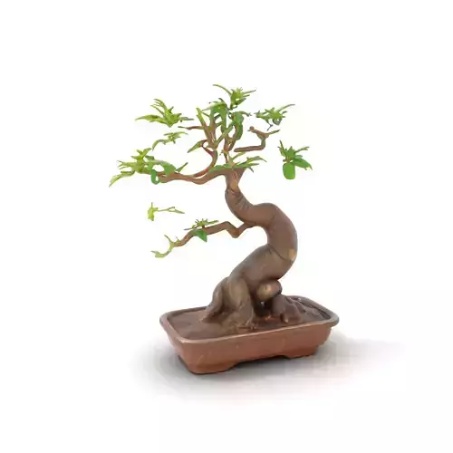 Elegant Bonsai Tree model pack
