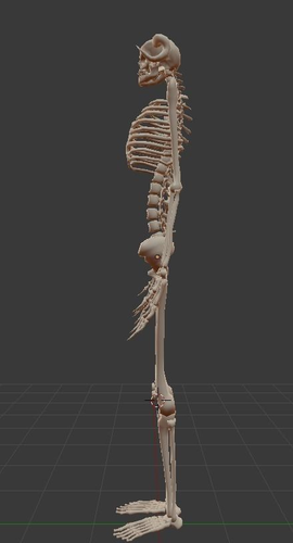 Game Ready MonsterHuman Skeleton