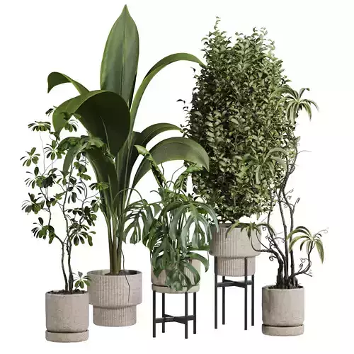 indoor potted plants set