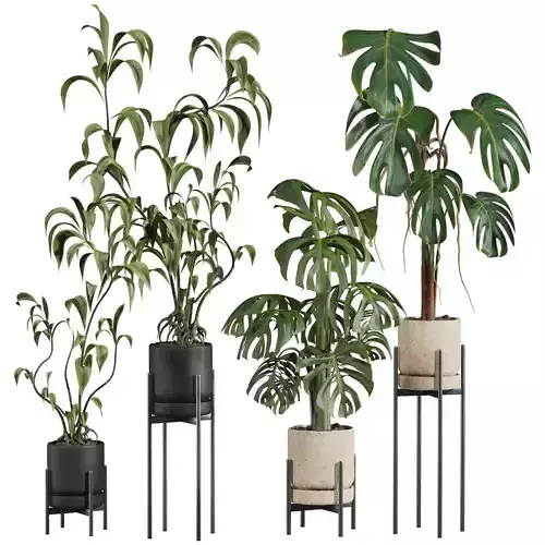 indoor potted plants set