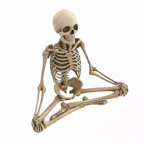 3D Model Halloween Skeleton Decoration Realistic Human Skeleton