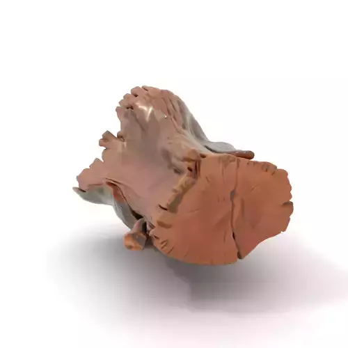 Rustic Oak Log model pack Low-poly 3D model