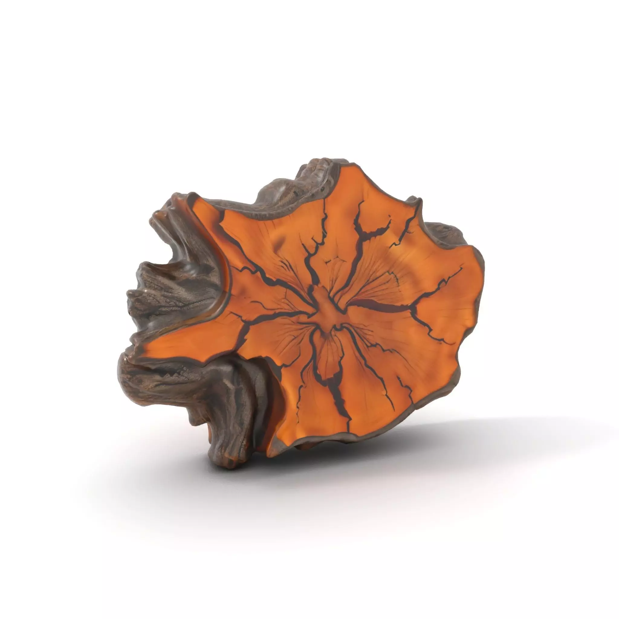 Rustic Tree CrossSection model pack Low-poly 3D model_11