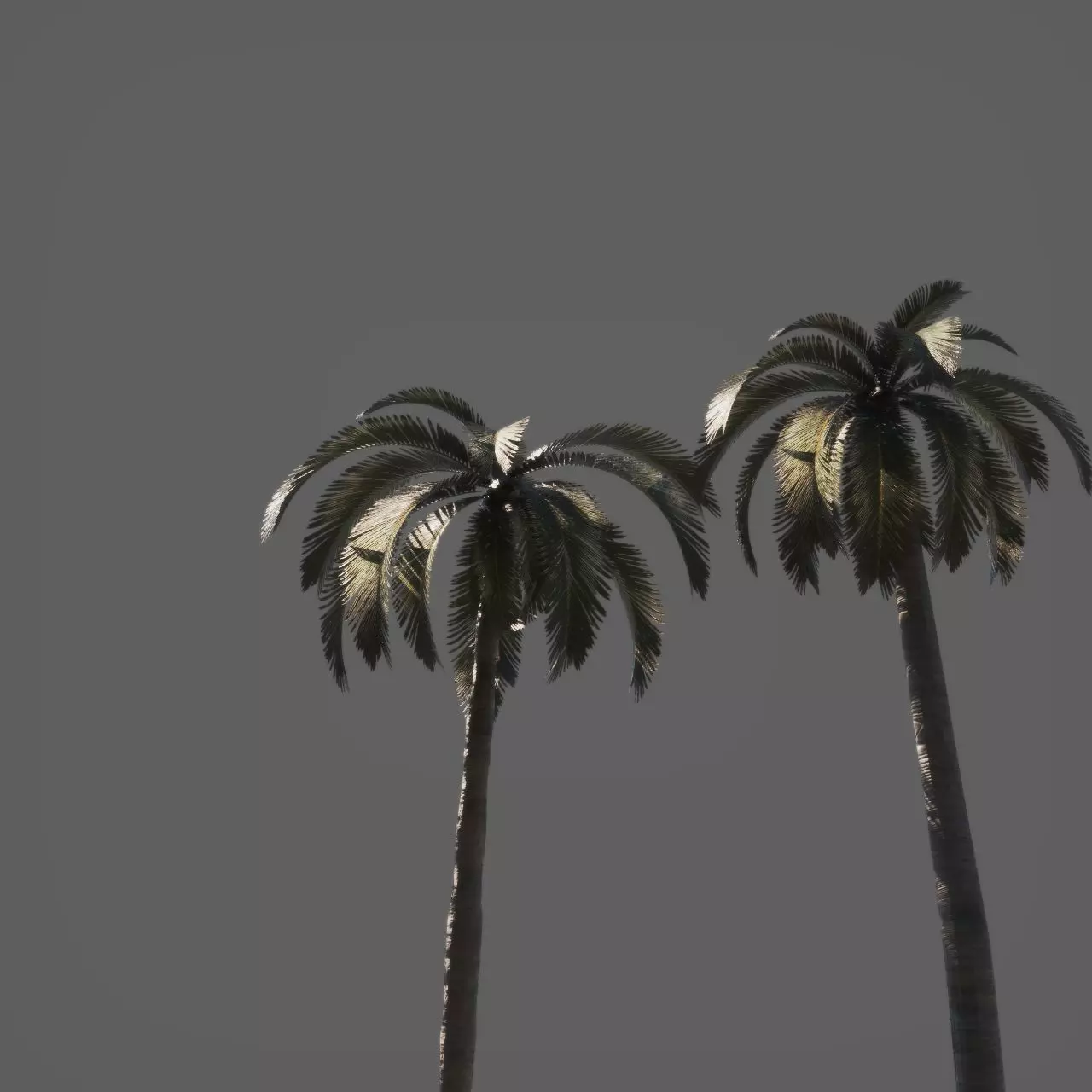 Palm trees 3D model_3