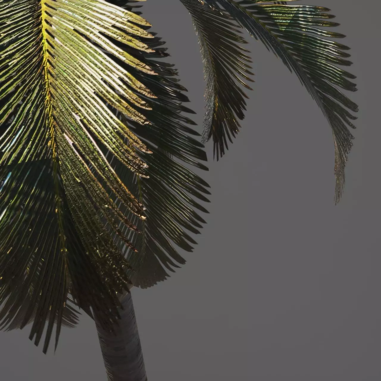Palm trees 3D model_5