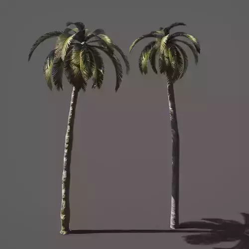 Palm trees 3D model Palm trees 3D model