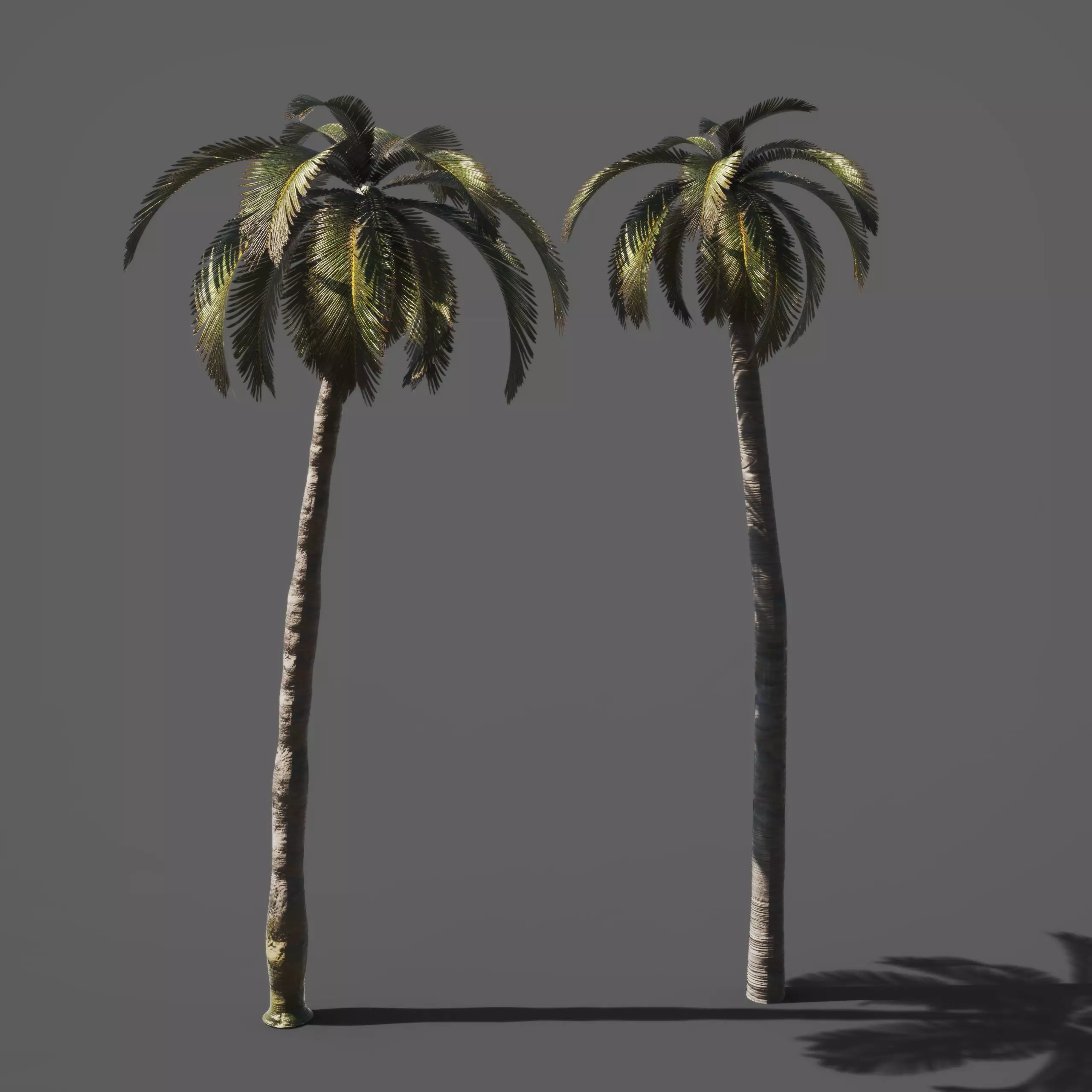 Palm trees 3D model_0