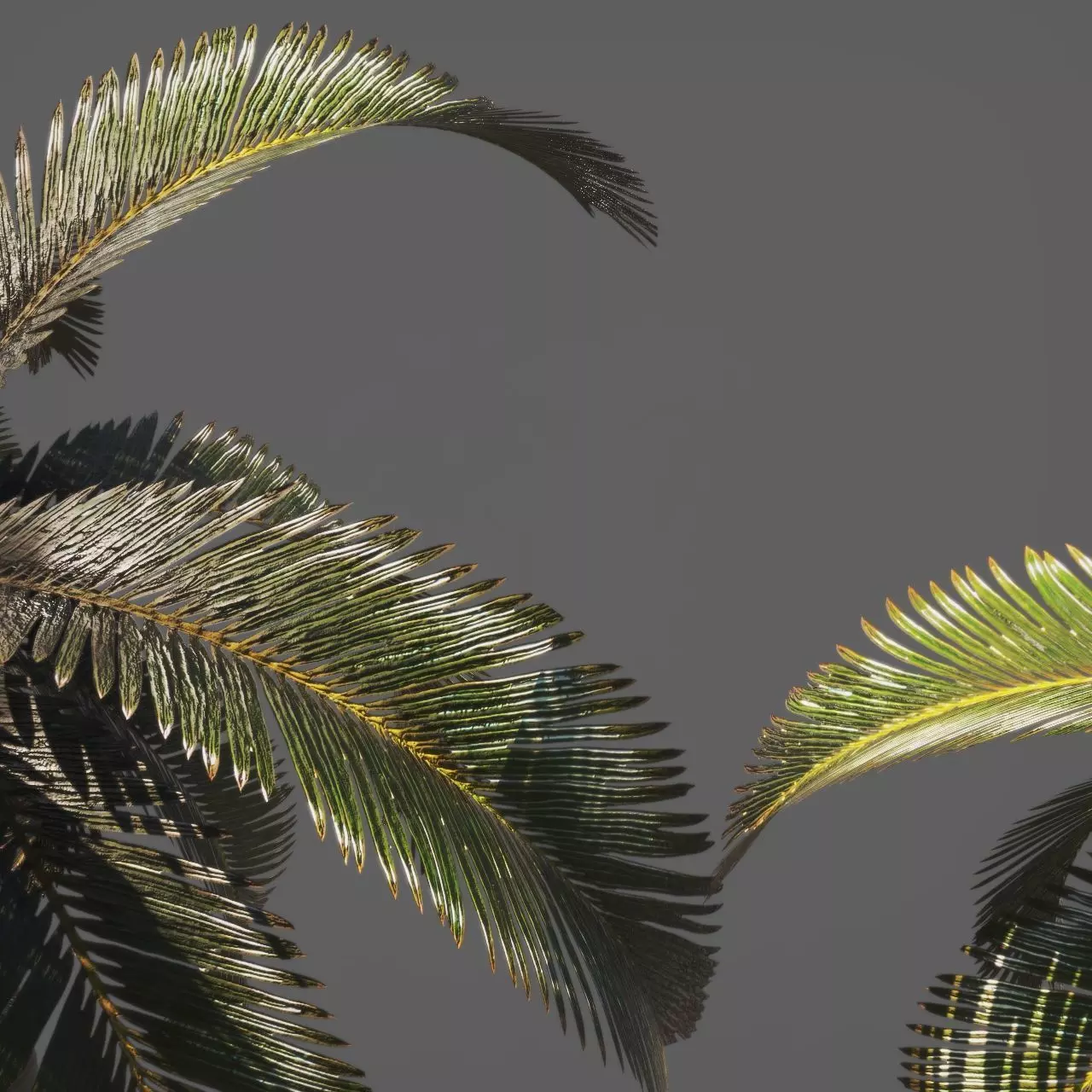 Palm trees 3D model_4