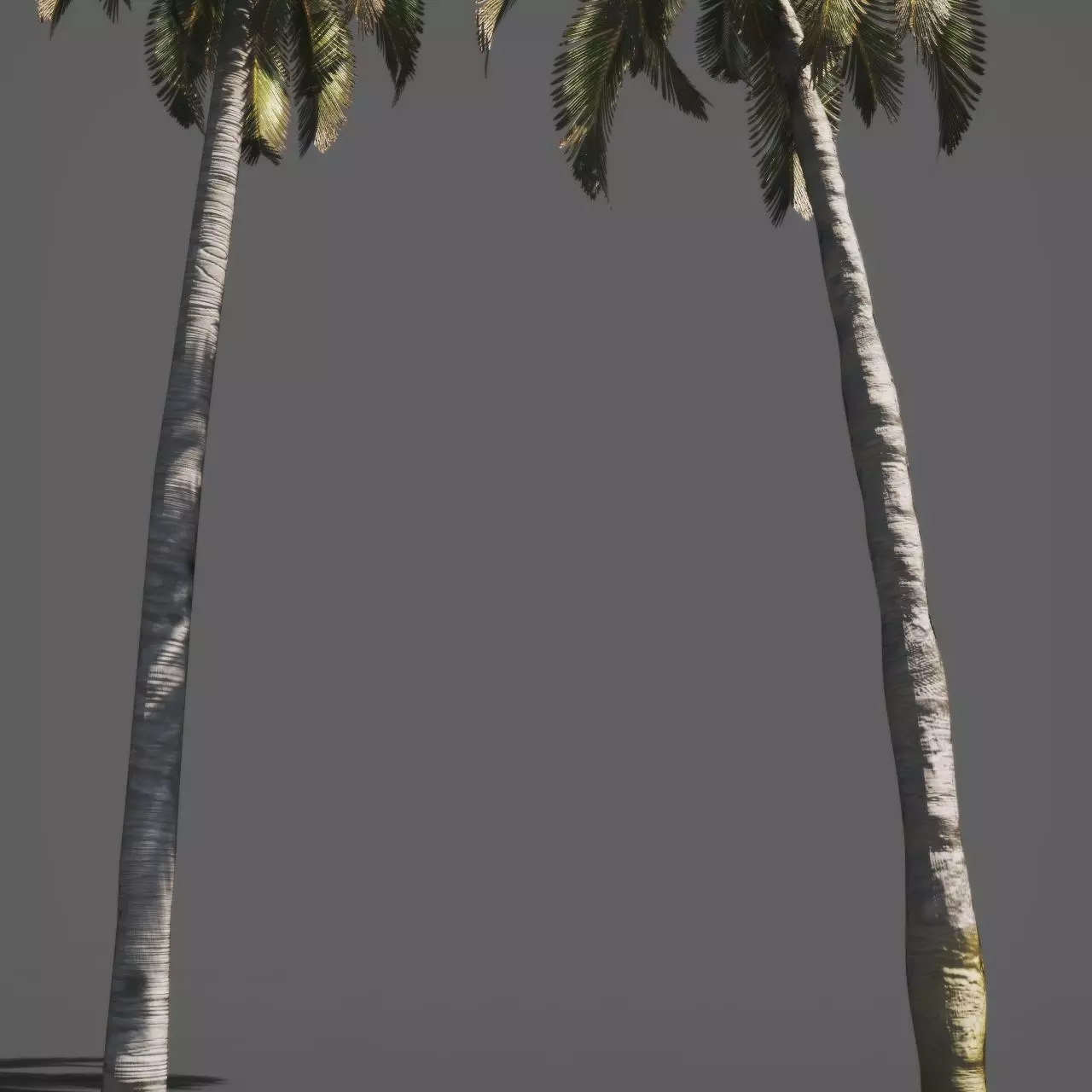 Palm trees 3D model_2
