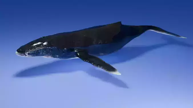 Humpback Whale