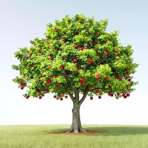 3d  apple tree 