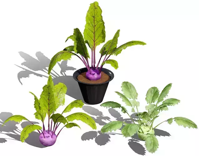 Kohlrabi Vegetable Plants Pack Low-poly 3D model