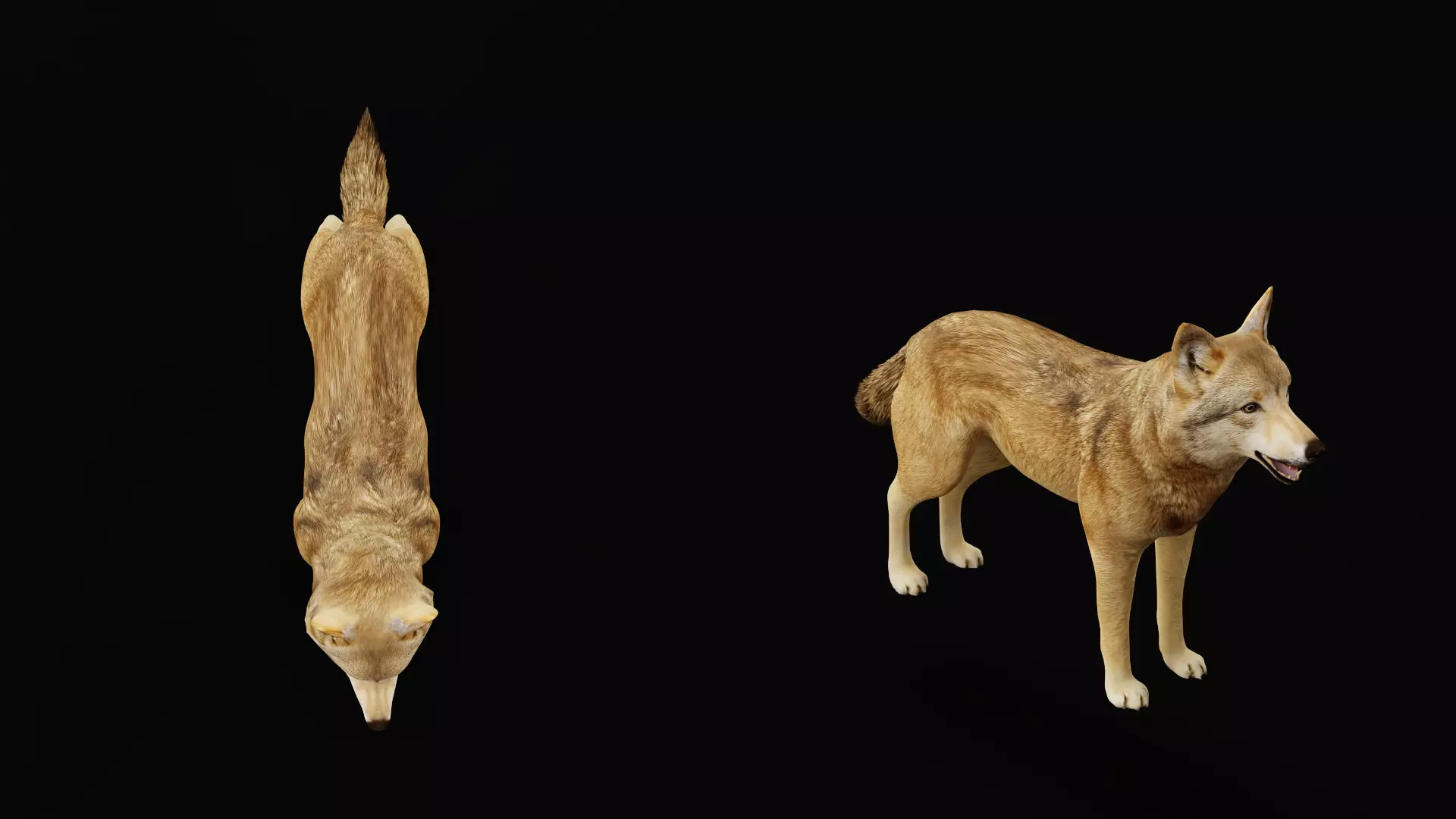 Eurasian Grey Wolf Low-poly 3D model_27