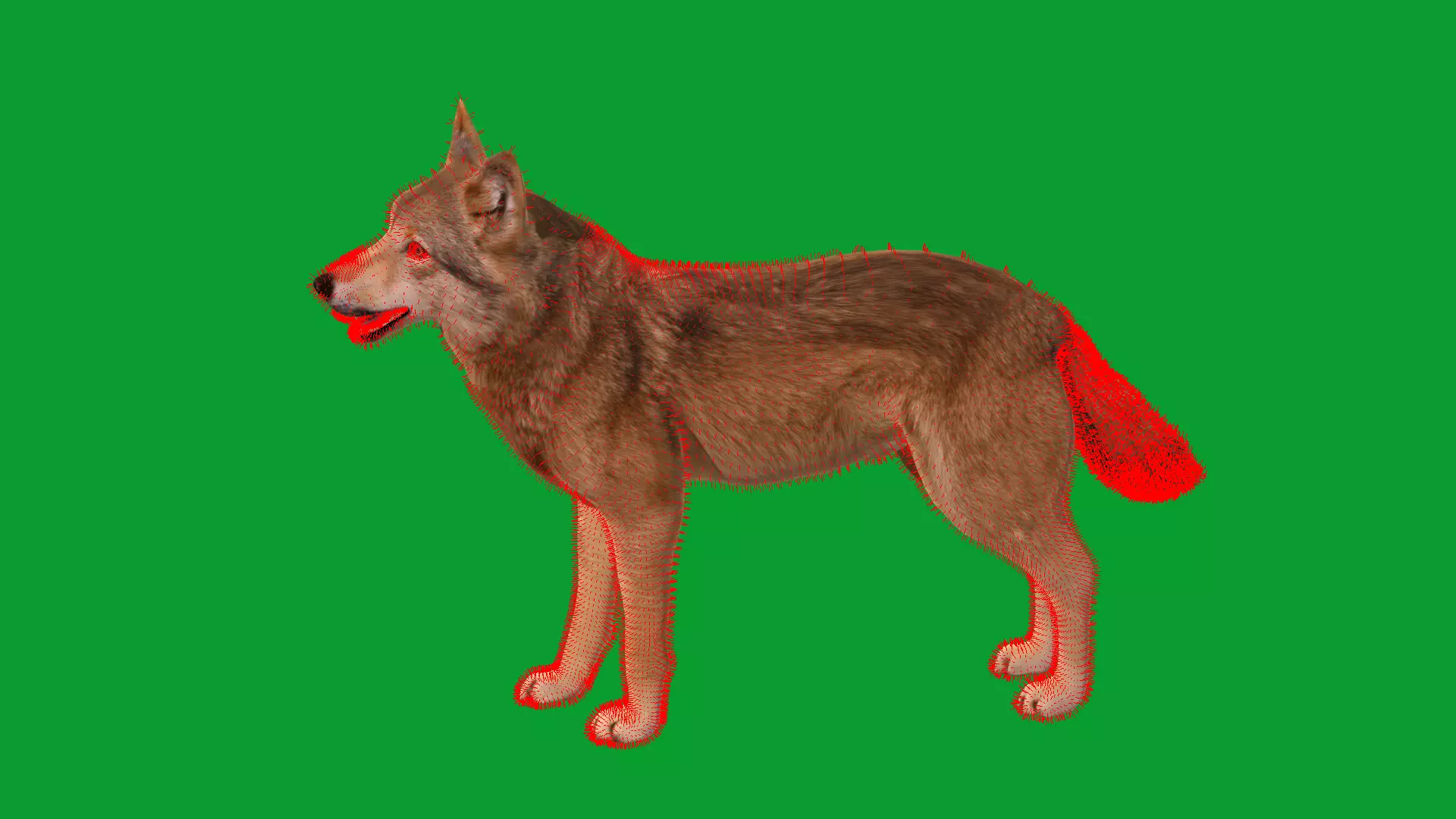 Eurasian Grey Wolf Low-poly 3D model_25