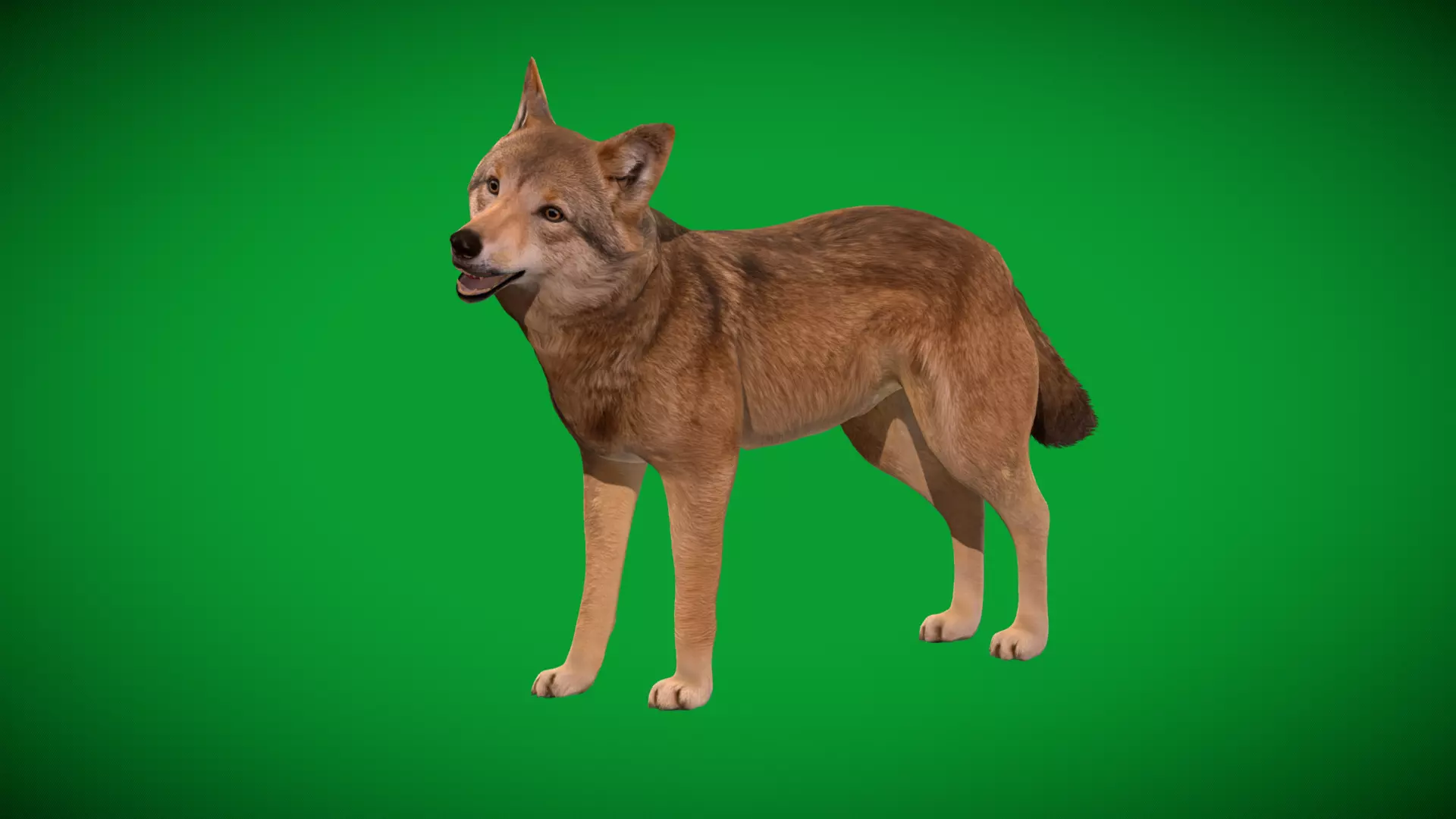 Eurasian Grey Wolf Low-poly 3D model_33