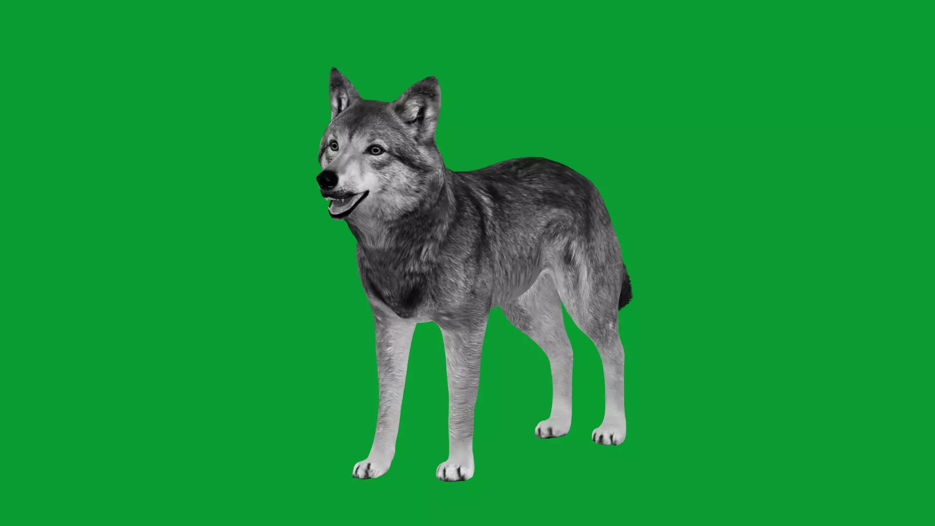 Eurasian Grey Wolf Low-poly 3D model_20