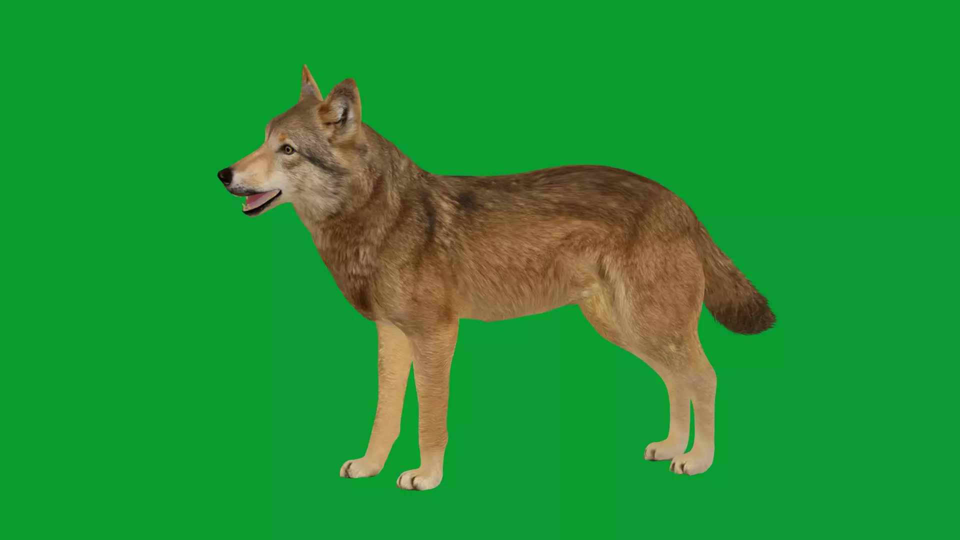Eurasian Grey Wolf Low-poly 3D model_30