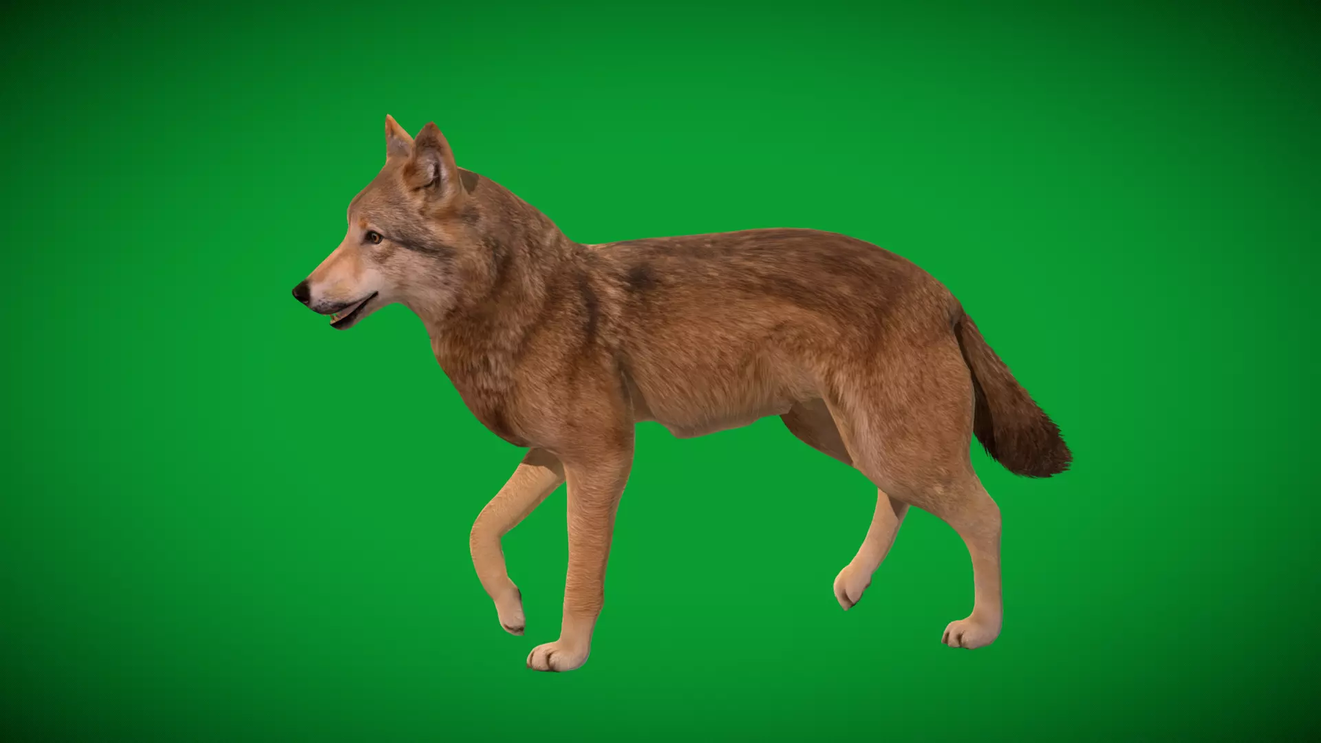 Eurasian Grey Wolf Low-poly 3D model_38