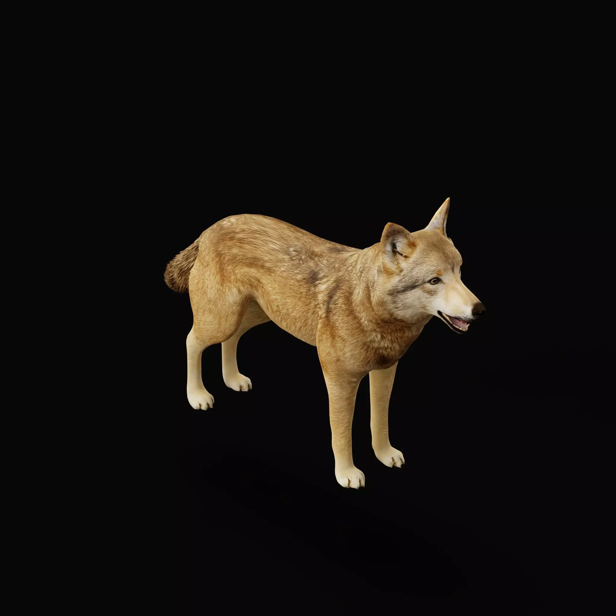 Eurasian Grey Wolf Low-poly 3D model_46