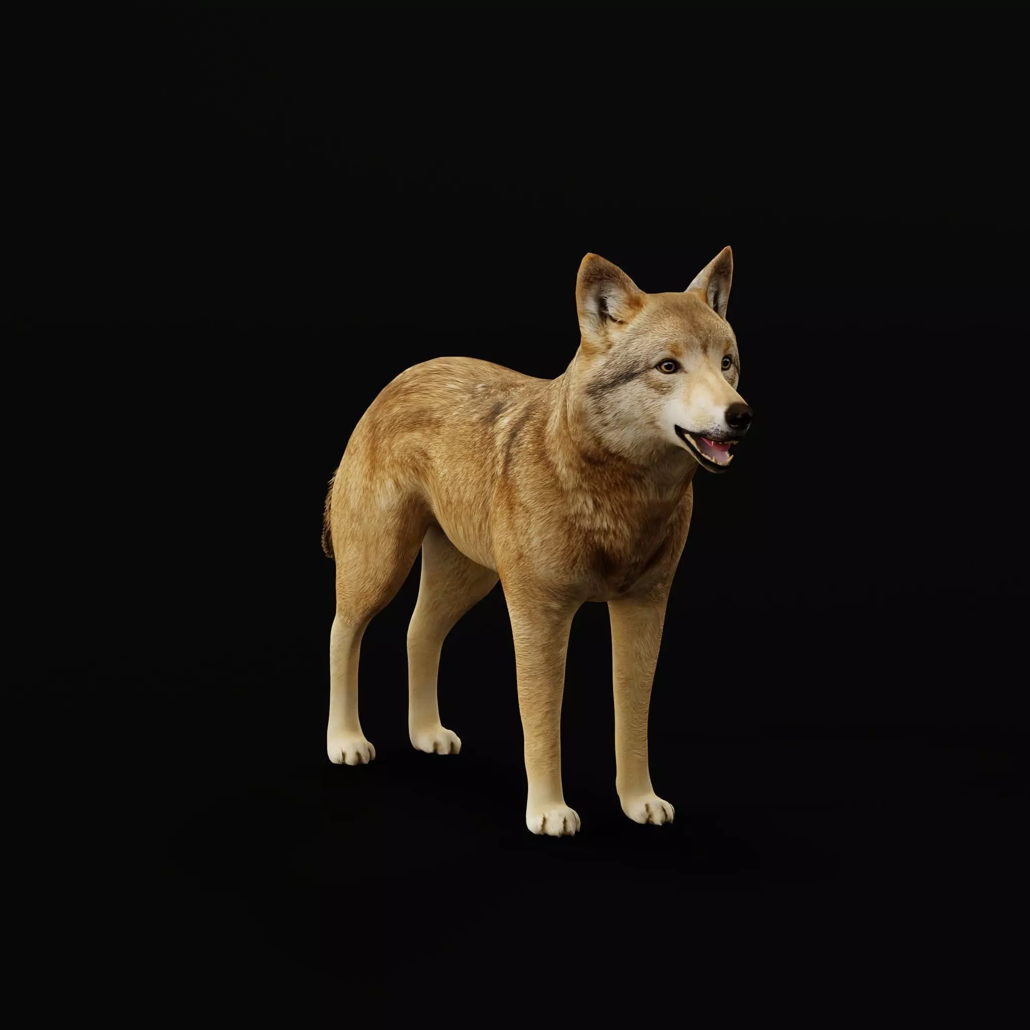 Eurasian Grey Wolf Low-poly 3D model_44