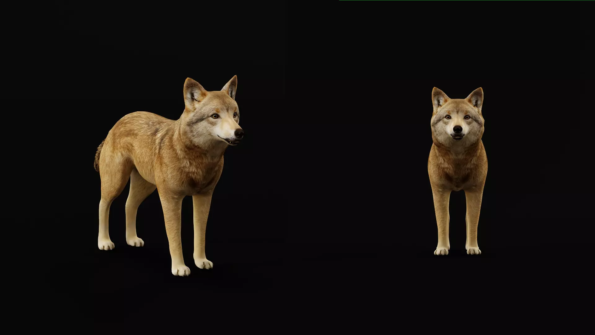 Eurasian Grey Wolf Low-poly 3D model_19