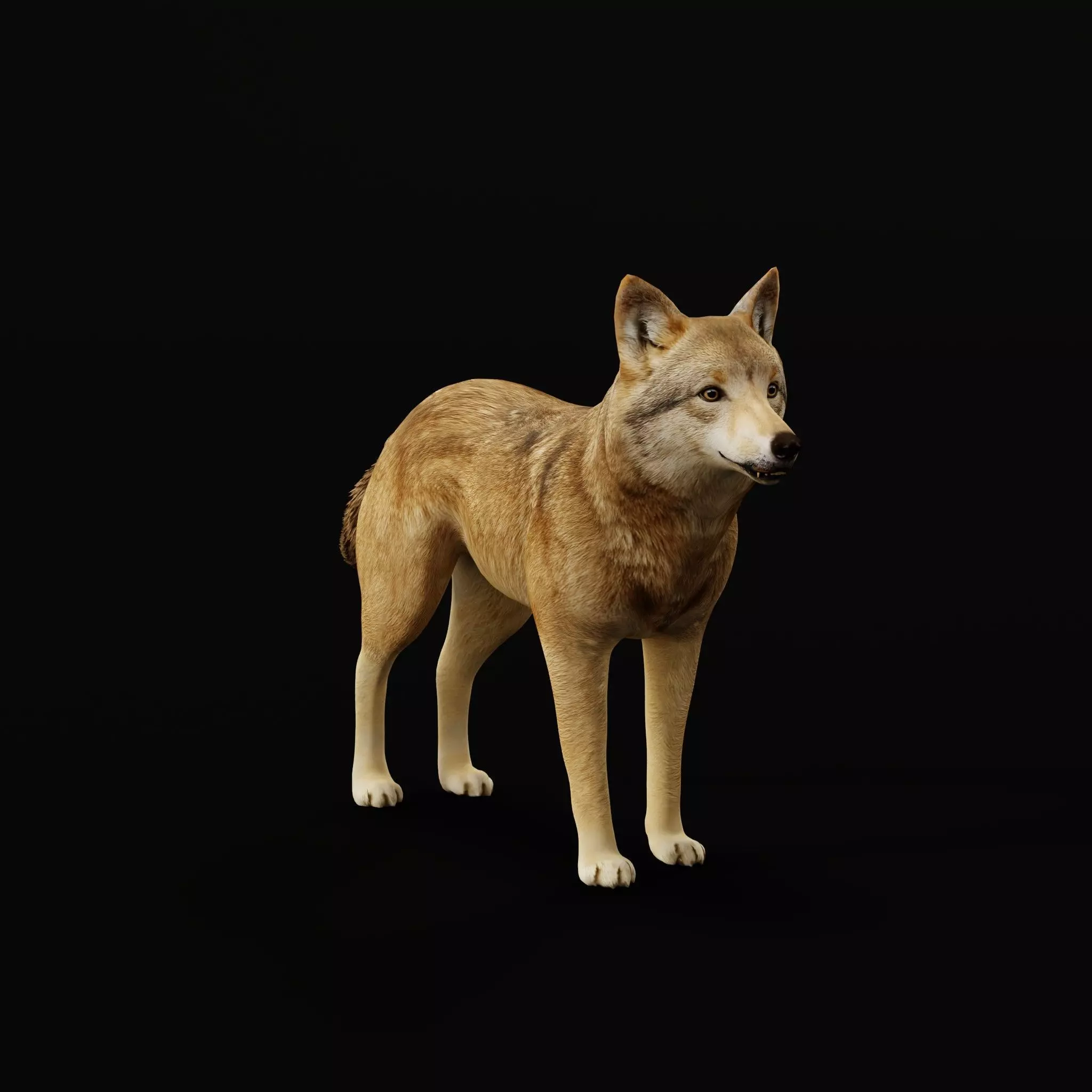 Eurasian Grey Wolf Low-poly 3D model_41
