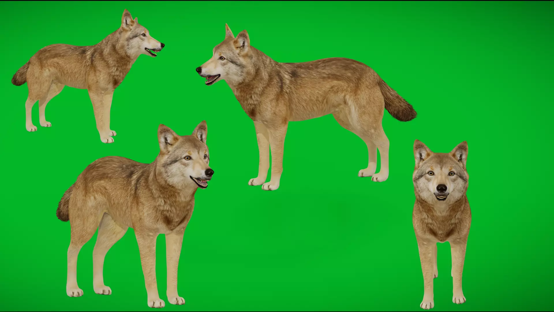 Eurasian Grey Wolf Low-poly 3D model_6