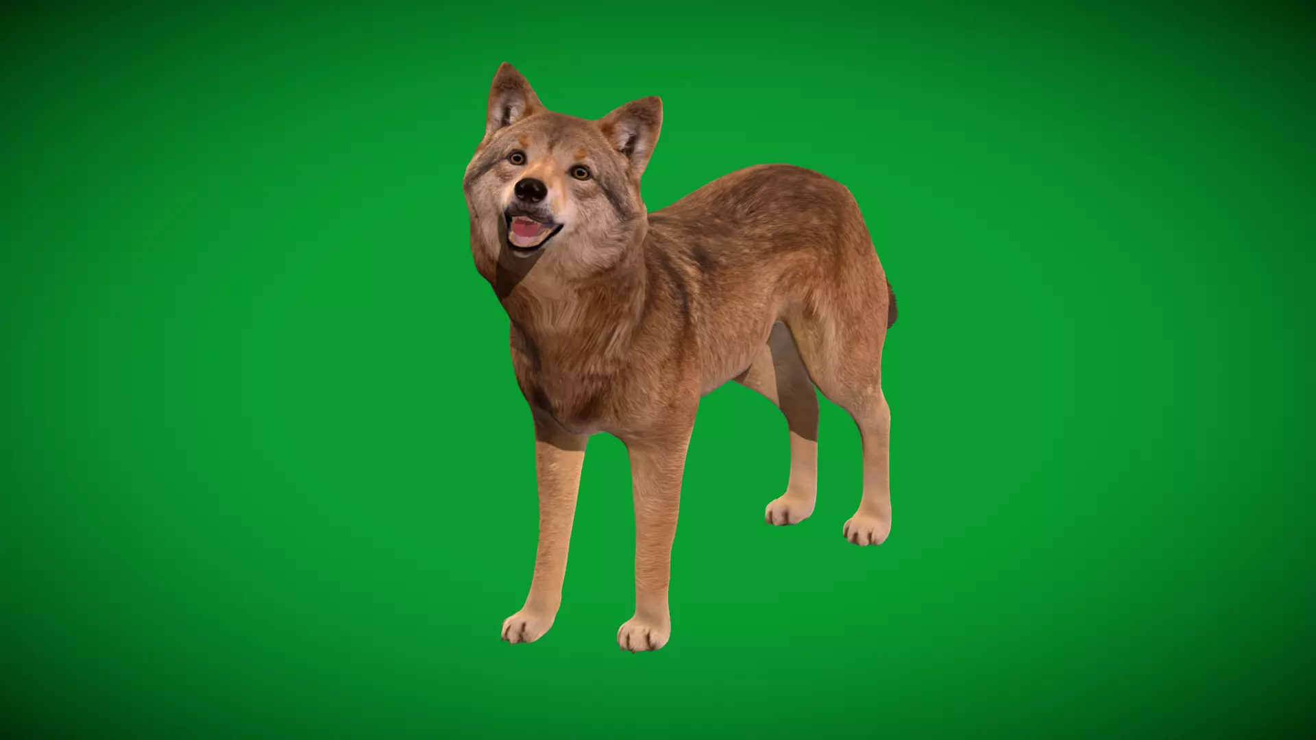 Eurasian Grey Wolf Low-poly 3D model_37