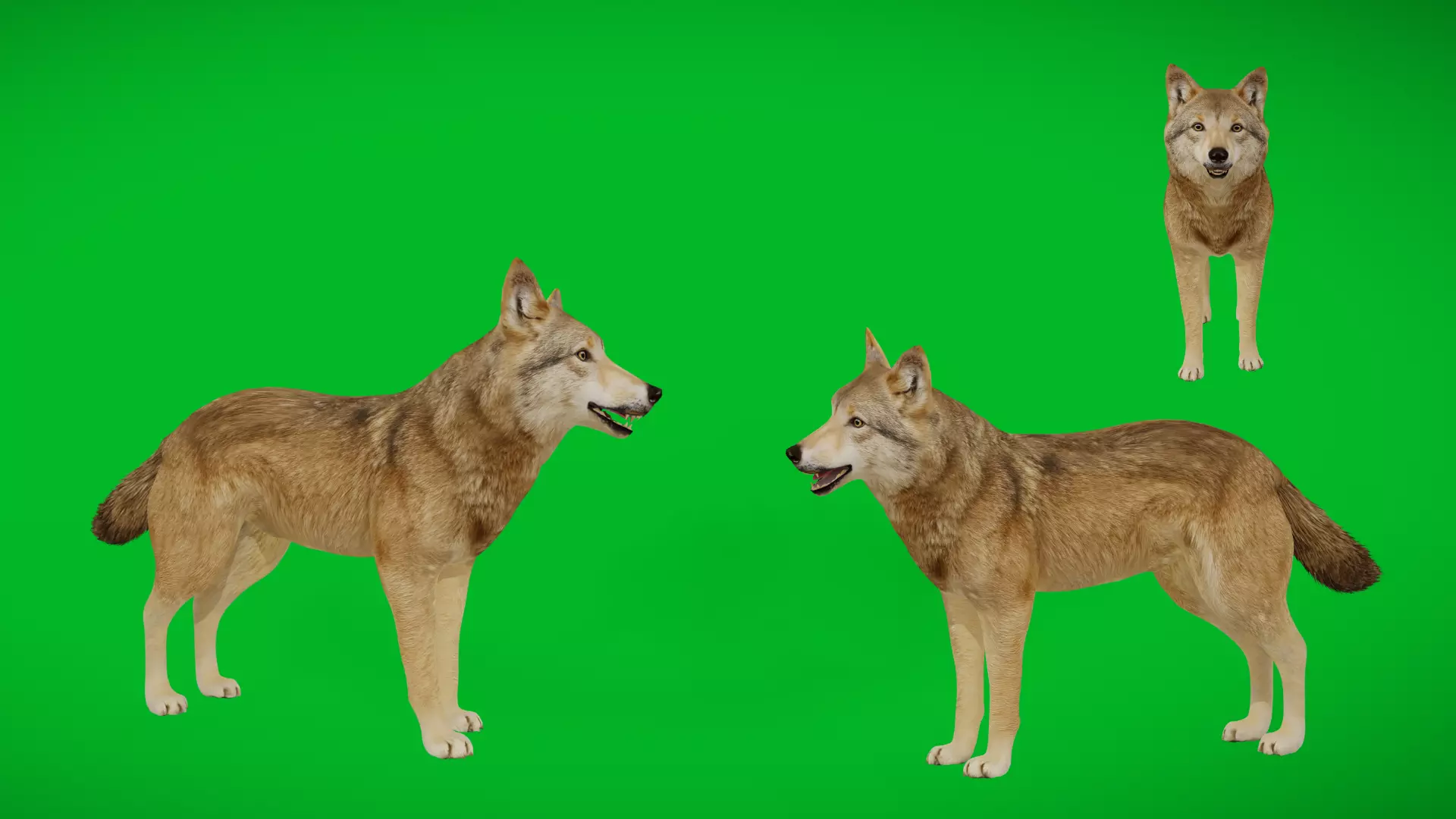 Eurasian Grey Wolf Low-poly 3D model_4