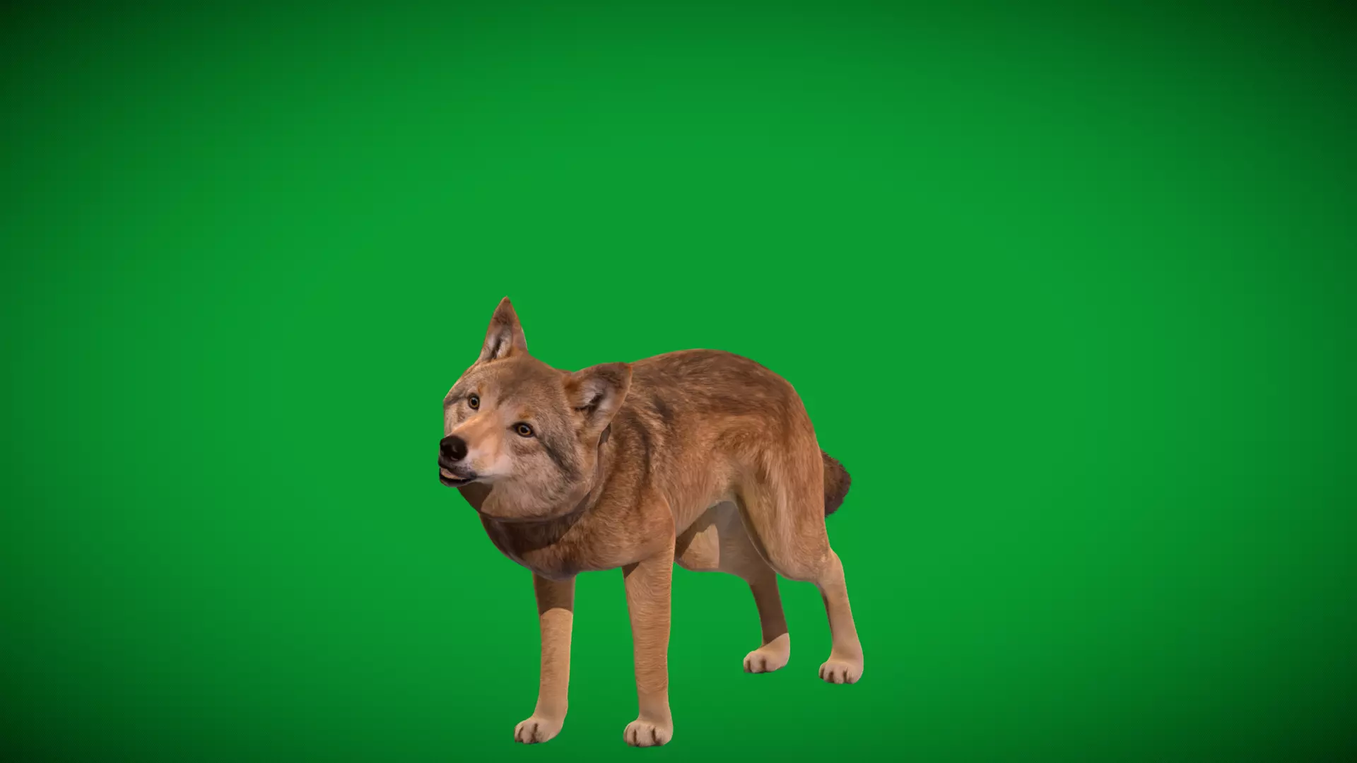 Eurasian Grey Wolf Low-poly 3D model_34