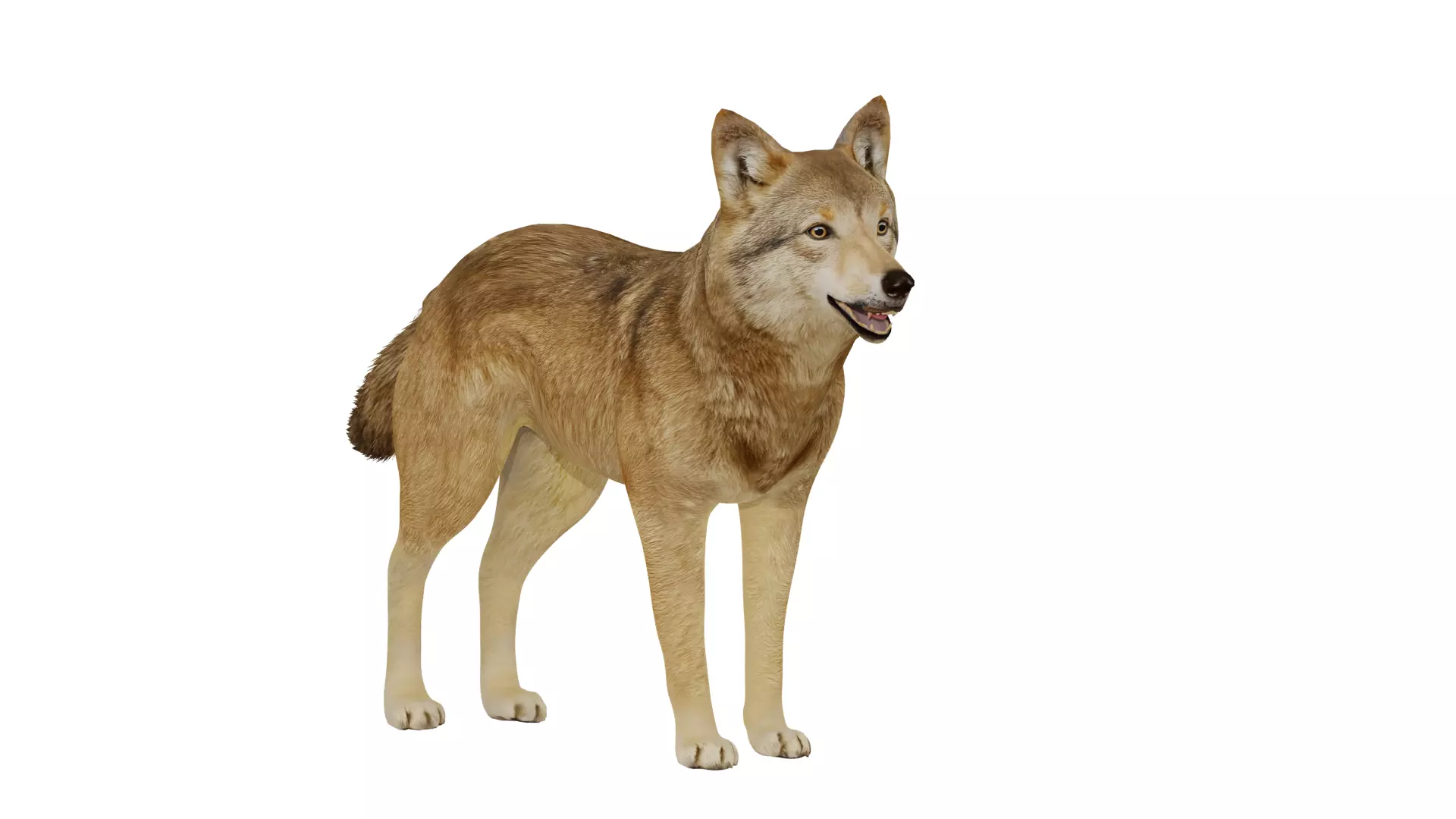 Eurasian Grey Wolf Low-poly 3D model_47