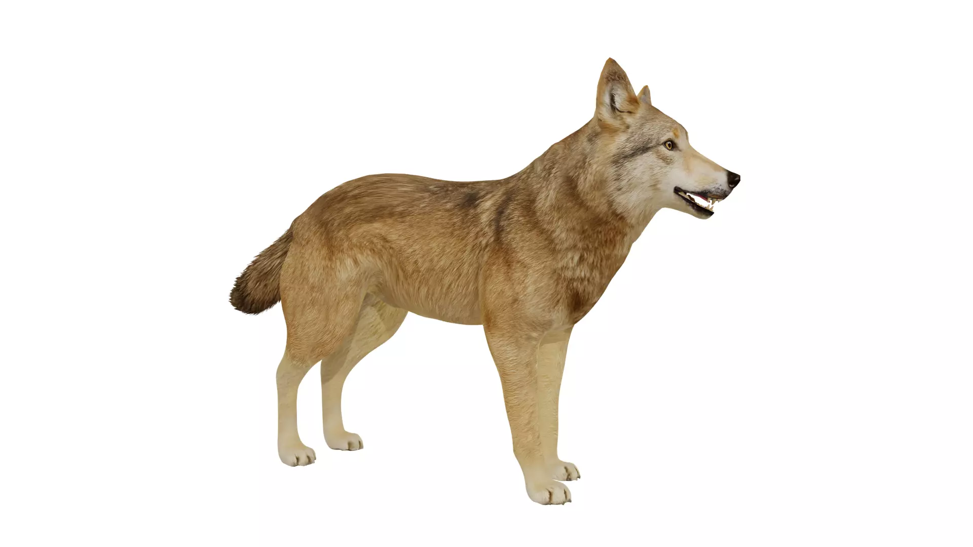Eurasian Grey Wolf Low-poly 3D model_50
