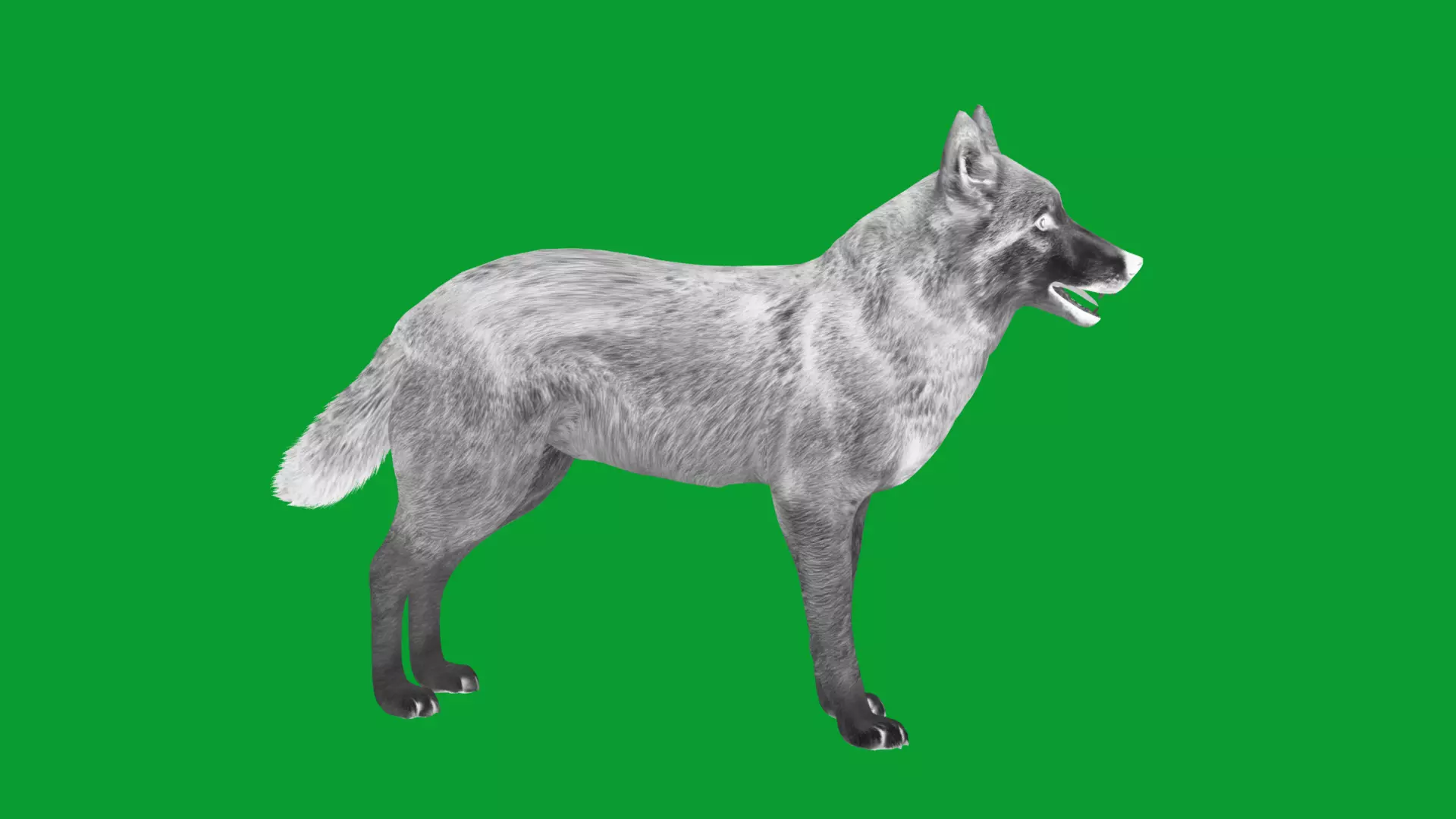 Eurasian Grey Wolf Low-poly 3D model_11