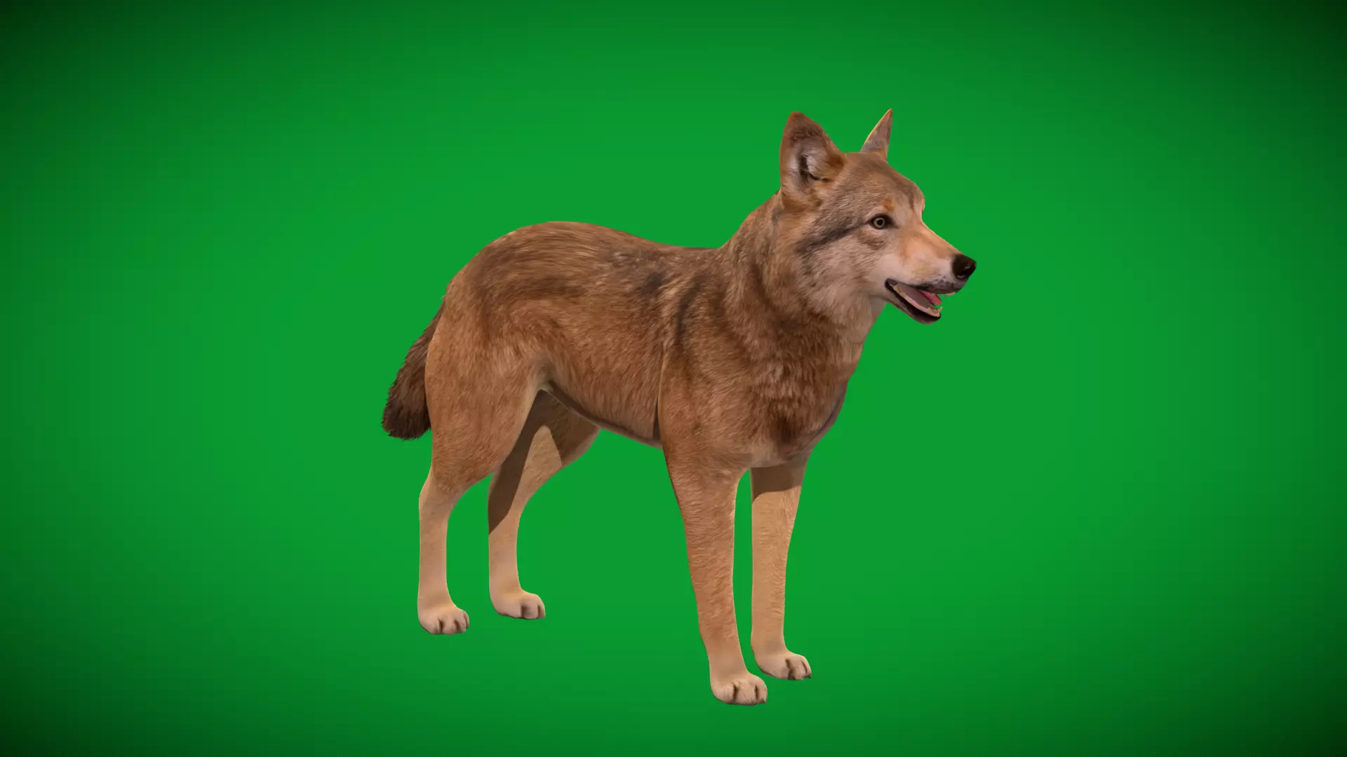 Eurasian Grey Wolf Low-poly 3D model_35