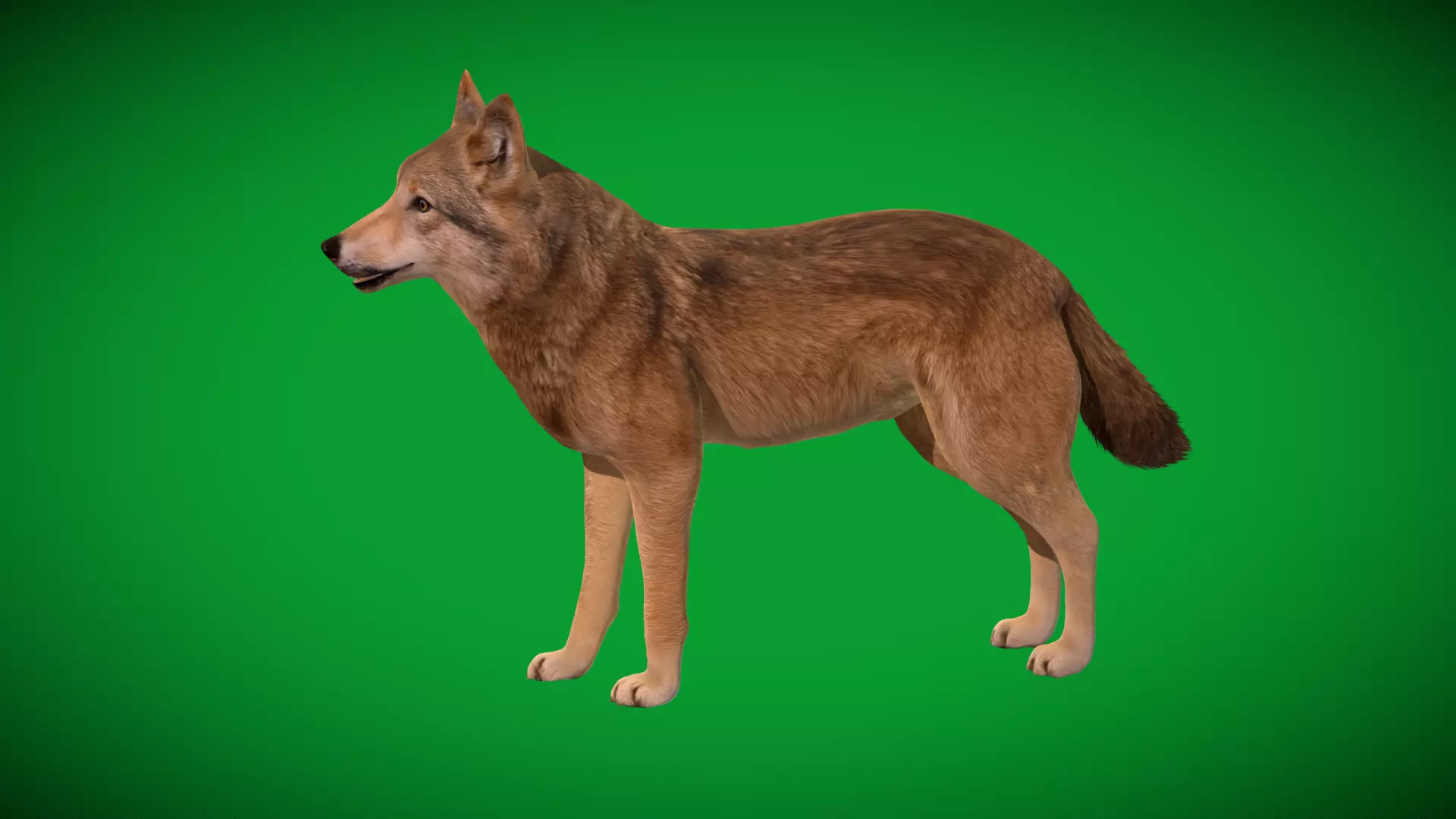 Eurasian Grey Wolf Low-poly 3D model_36