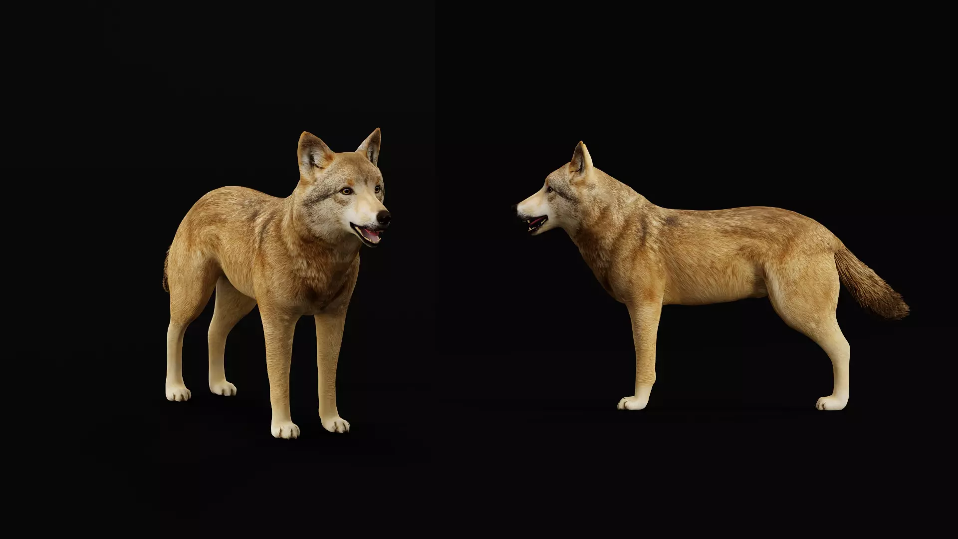 Eurasian Grey Wolf Low-poly 3D model_16