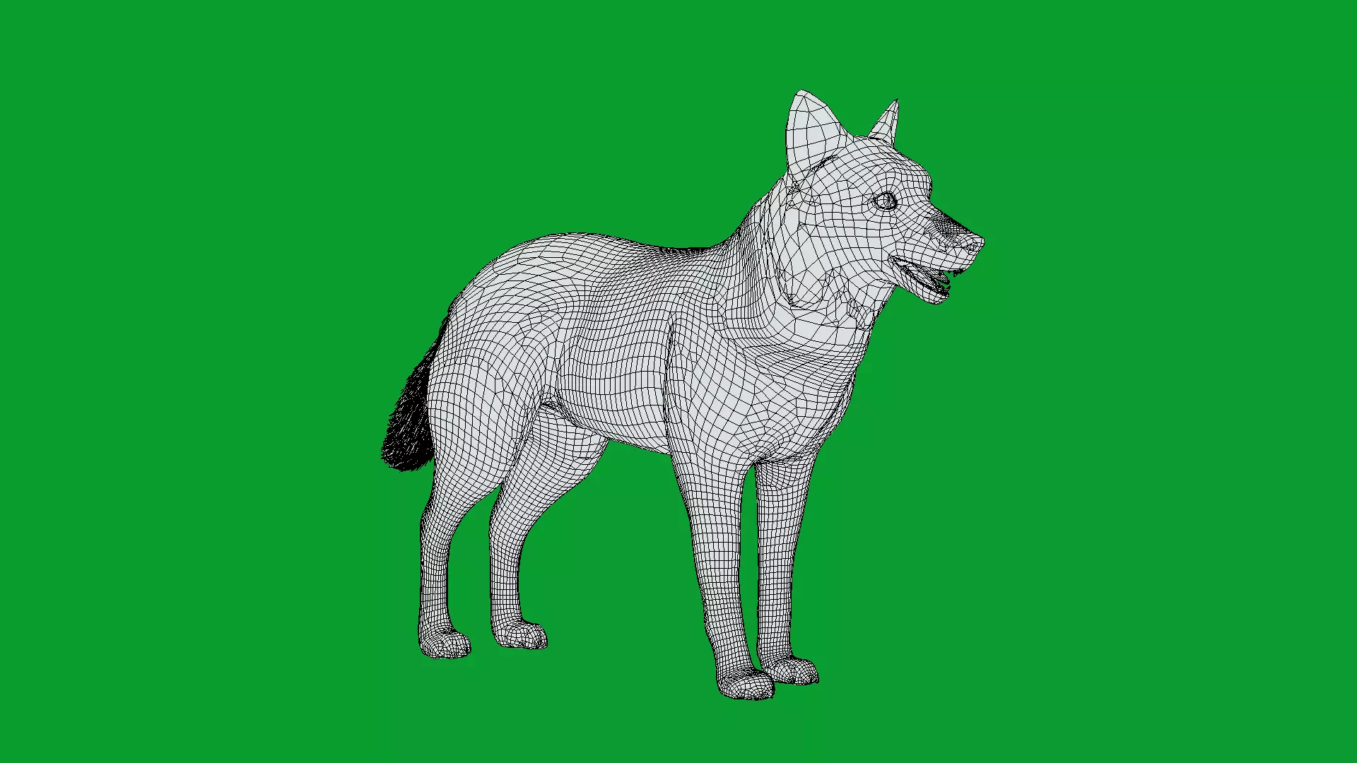 Eurasian Grey Wolf Low-poly 3D model_9