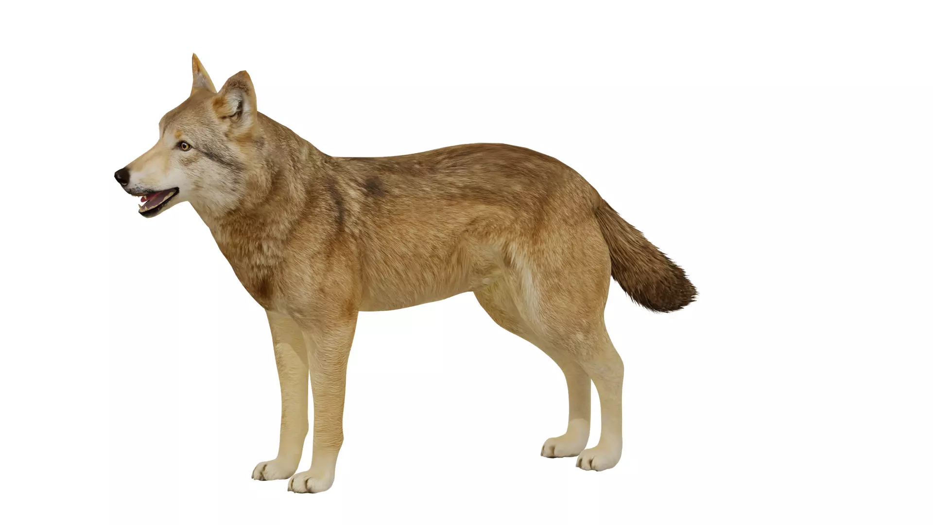 Eurasian Grey Wolf Low-poly 3D model_49