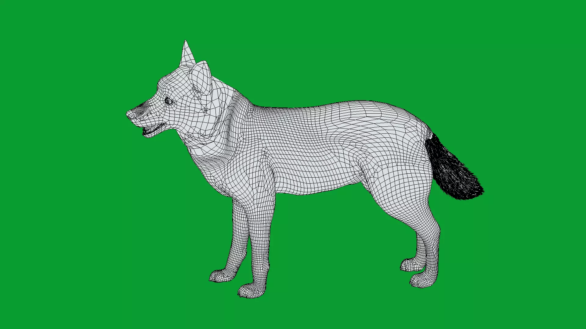 Eurasian Grey Wolf Low-poly 3D model_12