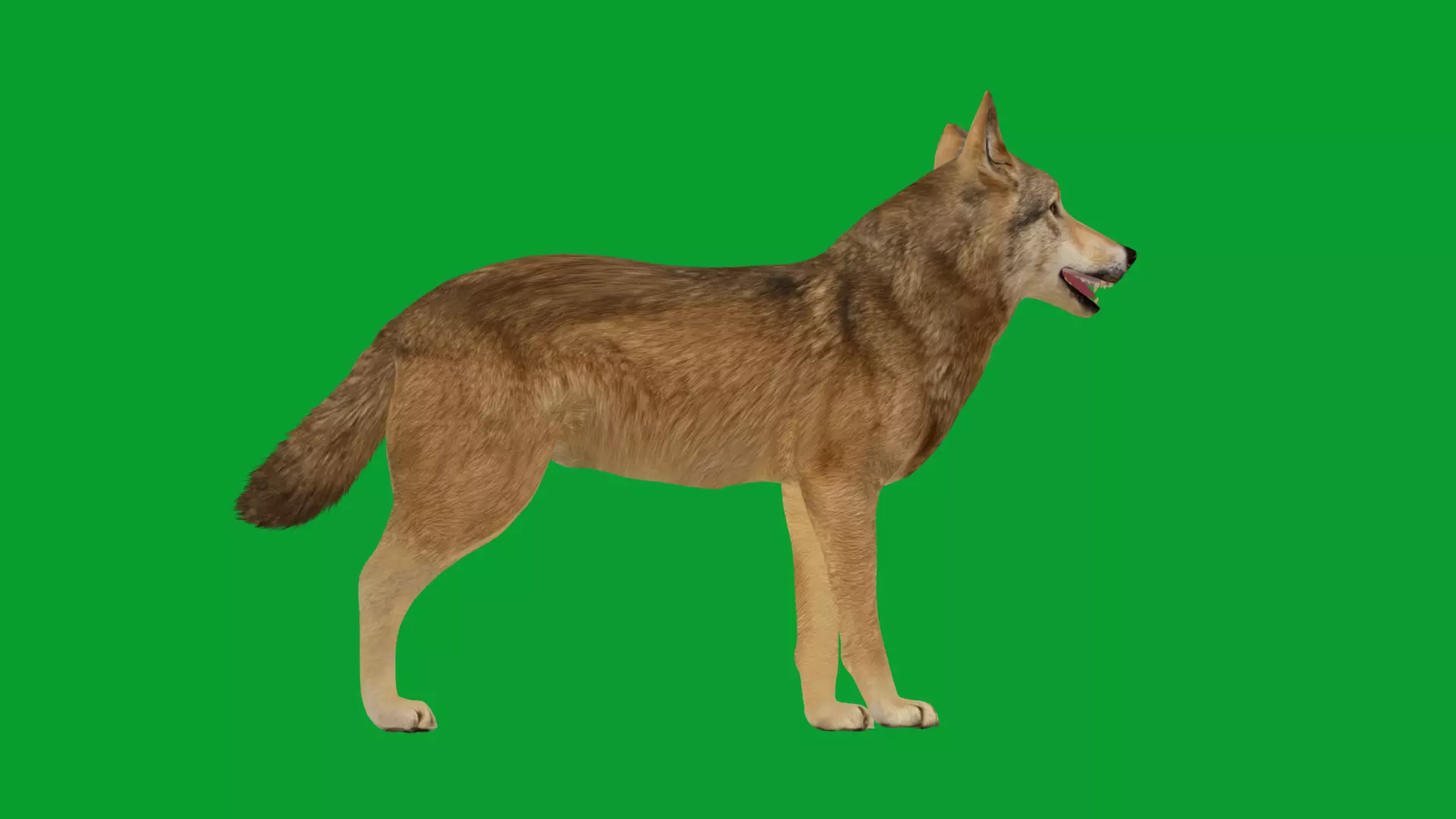 Eurasian Grey Wolf Low-poly 3D model_24