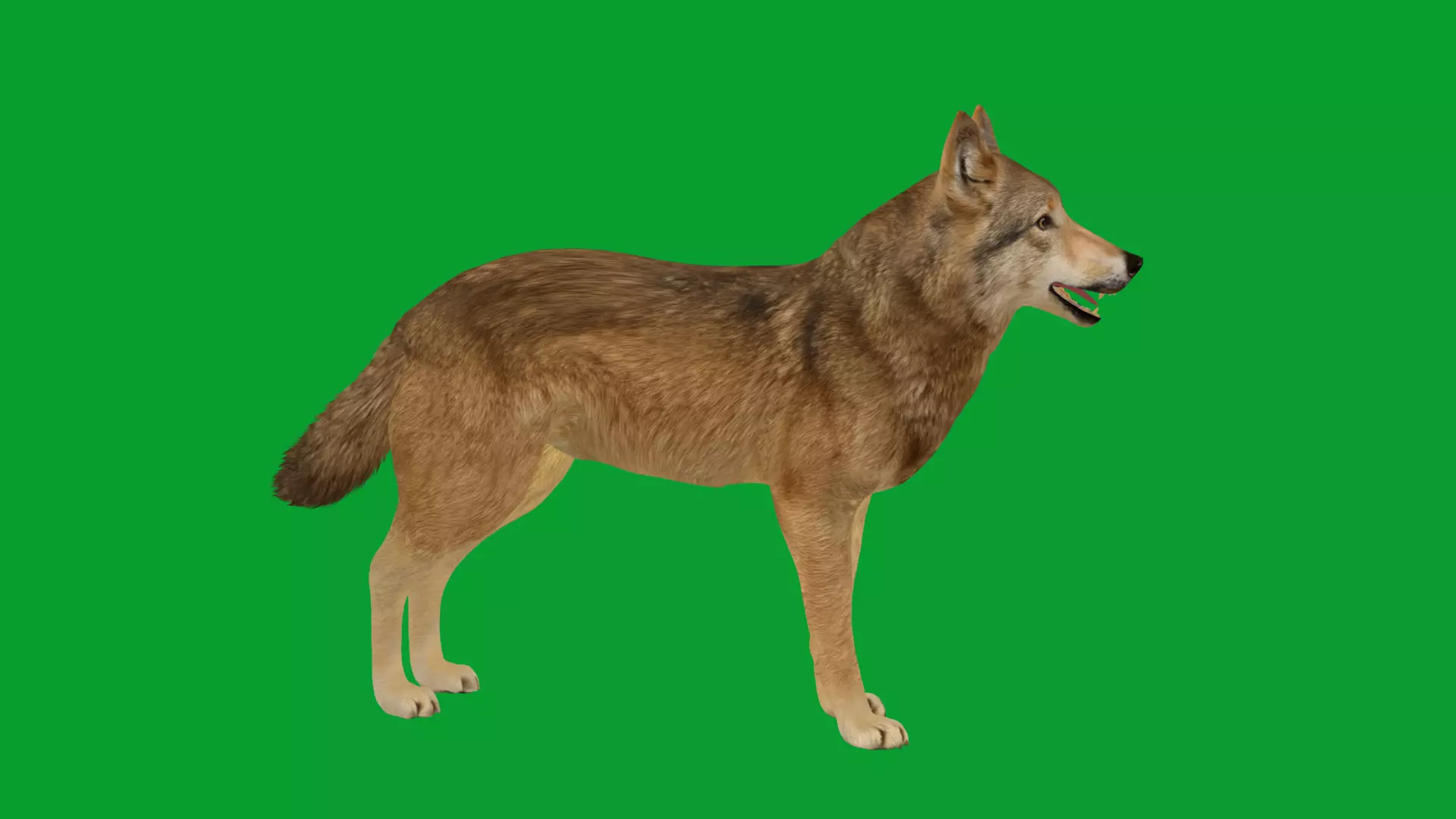 Eurasian Grey Wolf Low-poly 3D model_29