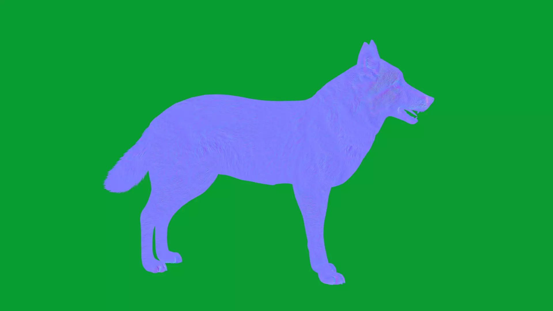 Eurasian Grey Wolf Low-poly 3D model_32